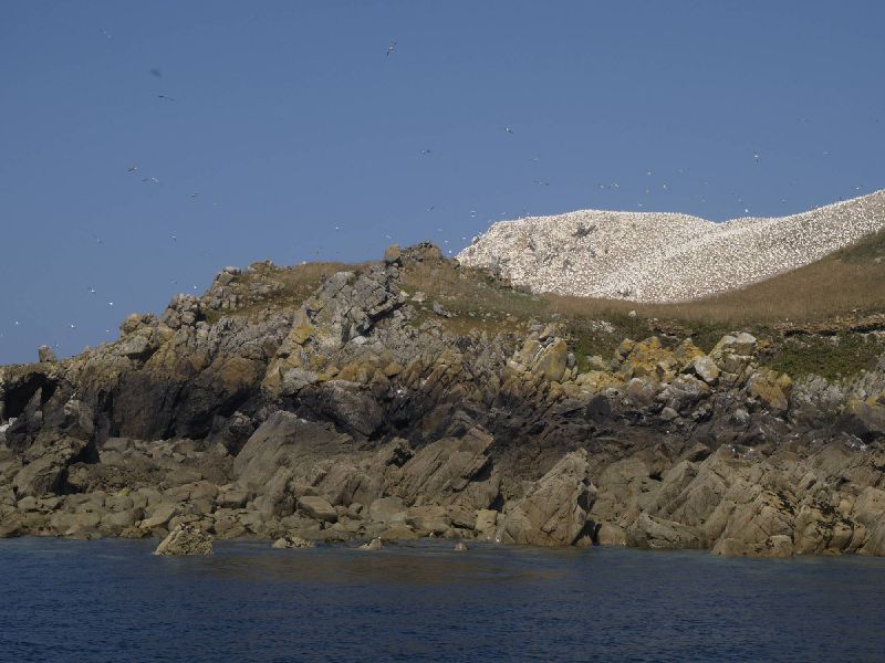 Fous de Bassan sur l'&icirc;le Rouzic