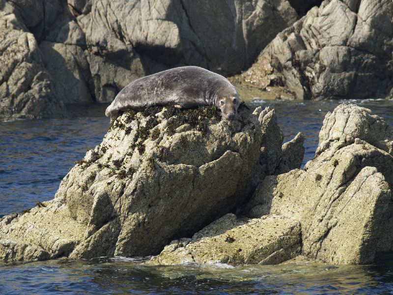 Phoque dans l'archipel des sept &icirc;les